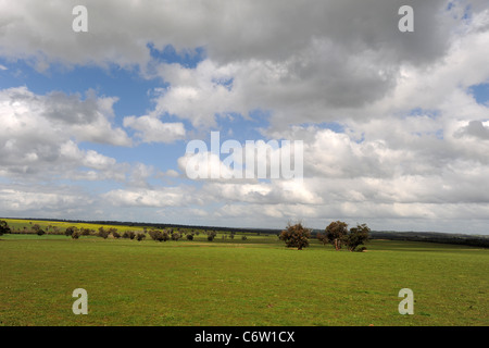 Il pascolo di bestiame, Danimarca, Australia occidentale, Australia Foto Stock