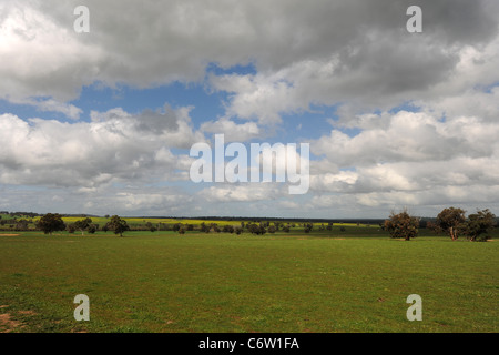 Il pascolo di bestiame, Danimarca, Australia occidentale, Australia Foto Stock