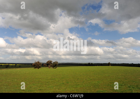 Il pascolo di bestiame, Danimarca, Australia occidentale, Australia Foto Stock