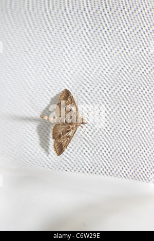 Madreperla moth su bianco tendina Pleuroptya ruralis Foto Stock