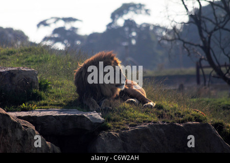 Retroilluminato lookout lion Foto Stock