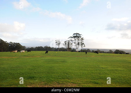 Paesaggio con il pascolo di bestiame e gomma di alberi, Danimarca, Australia occidentale, Australia Foto Stock