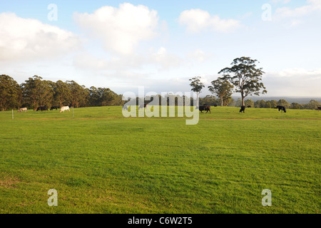 Paesaggio con il pascolo di bestiame e gomma di alberi, Danimarca, Australia occidentale, Australia Foto Stock