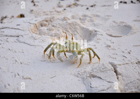 Cornuto Ghost granchi sulla spiaggia. Isole Seicelle Foto Stock