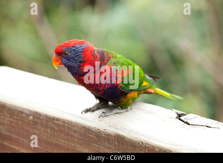 Rainbow Lorikeet (Trichoglossus Haematodus) arroccato su una ringhiera in Hong Kong Foto Stock