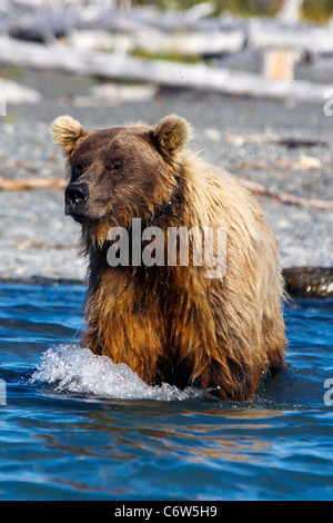 North American orso bruno, seminare la pesca lungo le rive del lago Skilak, Kenai National Wildlife Refuge, Alaska, Stati Uniti Foto Stock