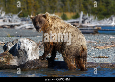 North American orso bruno, seminare la pesca lungo le rive del lago Skilak, Kenai National Wildlife Refuge, Alaska, Stati Uniti Foto Stock