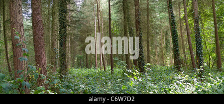 Coltivate il bosco di conifere a Bacton legno in North Norfolk REGNO UNITO Foto Stock