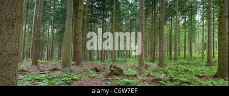 Coltivate il bosco di conifere a Bacton legno in North Norfolk REGNO UNITO Foto Stock