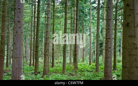 Coltivate il bosco di conifere a Bacton legno in North Norfolk REGNO UNITO Foto Stock