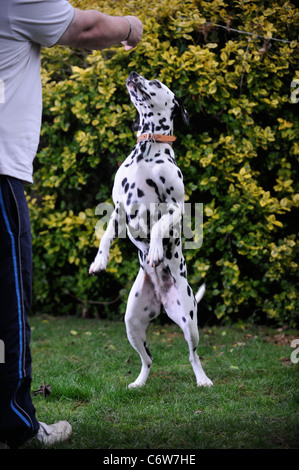 Un uomo della formazione il suo dalmata cane REGNO UNITO Foto Stock