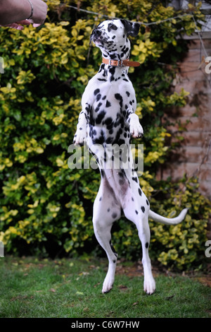 Un uomo della formazione il suo dalmata cane REGNO UNITO Foto Stock