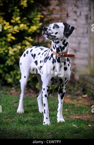 Un dalmata cane REGNO UNITO Foto Stock