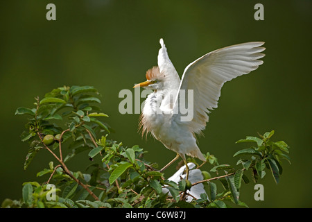 Airone guardabuoi (Bubulcus ibis) - battenti - Costa Rica - a colonia nidificazione - foresta pluviale tropicale Foto Stock