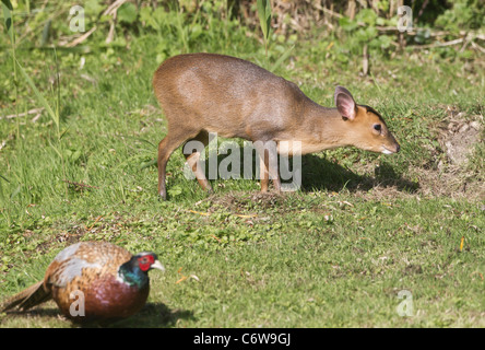 Baby Muntjac chiamato anche Barking Deer Muntiacus reevesi piccolo come un fagiano Phasianus colchicus è alimentazione da Oxfordshire Foto Stock