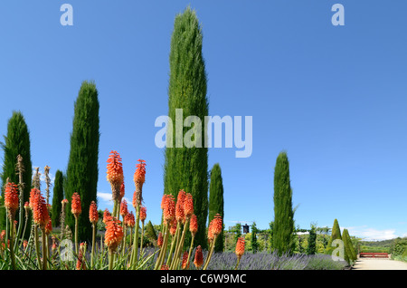 Viale di cipressi e Red Hot Pokers o Torch Lillies, Kniphofia uvaria ai Giardini Val Joannis, Luberon, Pertuis, Provenza, Francia Foto Stock