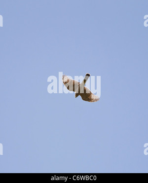 Sparviero Accipiter nisus femmina in volo contro il cielo blu che mostra underwing Foto Stock