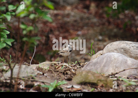 Red wattled pavoncella pulcino. un nuovo nato red wattled pavoncella bird a jim corbett national park in India.vita selvaggia indiana, Foto Stock