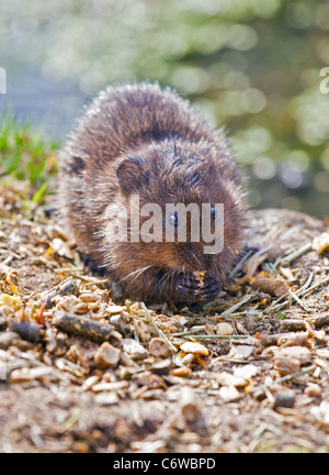 European Water Vole (arvicola amphibius) alimentazione Foto Stock