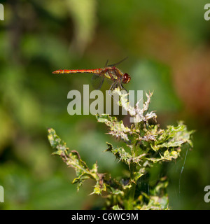 Dragonfly rubicondo Darter Sympetrum sanguineum (Odonati) Foto Stock