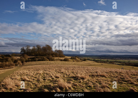 Whittenham grumi, vicino a poco Wittenham, Oxfordshire, Inghilterra Foto Stock