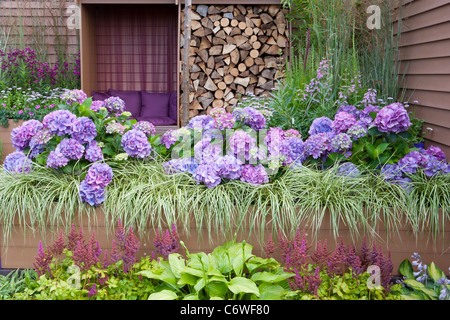 Un cortile con pareti murate, giardino con recinzione in legno recintata e ortensie in fiore che crescono in letti rialzati in legno UK Foto Stock