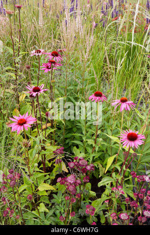 Un prato verde prato giardino con erba ornamentale deschampsia stipa e Echinacea astrantia sanguisorba fiori confine estate Regno Unito Foto Stock