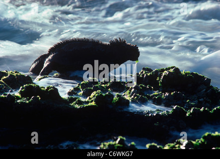 Iguane Marine (Amblyrhychus cristatus) alimentazione sulle alghe che coprono le rocce esposte dalla bassa marea. Punto di Espinosa, Isole Galapagos Foto Stock