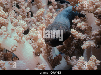 Mare di oliva Snake (Aipysurus laevis) in alcionario Coral, Australia, della Grande Barriera Corallina, Coral Sea Foto Stock