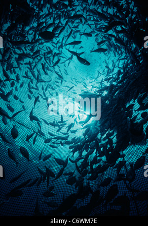 La Maricoltura di grande collare-eye Orate di mare (Gymnocranius audleyi) in un oceano gabbia. Eilat, Israele, Mar Rosso Foto Stock