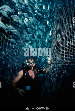 Un subacqueo che mostra la maricoltura di grande collare-eye Orate di mare (Gymnocranius audleyi) in un oceano gabbia. Eilat, Israele, Mar Rosso Foto Stock
