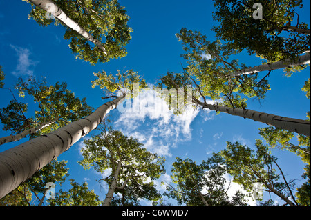 Populus tremuloides è un albero a foglie decidue native di zone fredde del Nord America. La specie è di cui al vacilla Aspen. Foto Stock