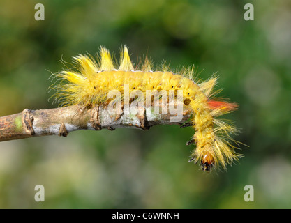 Sycamore Moth Caterpillar Foto Stock