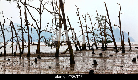 Alberi in bako national park,borneo malaysia Foto Stock