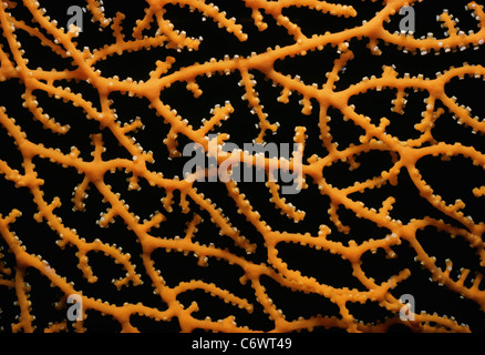 Corallo gorgonia (Gorgonacea) polipi chiuso. Egitto, Mar Rosso Foto Stock