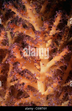 Corallo gorgonia (Gorgonacea) polipi di apertura e l'assorbimento di plancton. Papua Nuova Guinea, Bismarck Sea Foto Stock