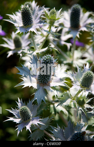 Eryngium Giganteum Fiori con API Foto Stock