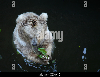 Bianco orso polare allo zoo, divertente Foto Stock