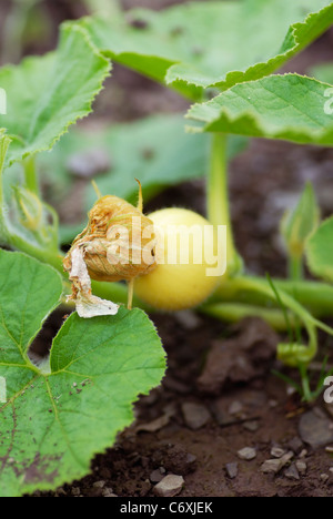 Prima la crescita di una zucca gigante su un organico di riparto. Foto Stock