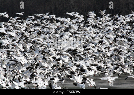 Uno Stormo di oche delle nevi tenendo lotta su un lago Foto Stock