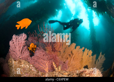 Un colorato scogliera sottomarina con un subacqueo e pesce arancione. Foto Stock