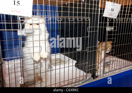Di piccole dimensioni e di colore bianco tabby Persiani Colourpoint gattino e Rosso tabby gattino esotici in gabbia a cat mostra nel Regno Unito Foto Stock