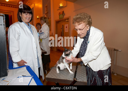 Giudici esaminando Cornish Rex gatto a un gatto mostra nel Regno Unito Foto Stock