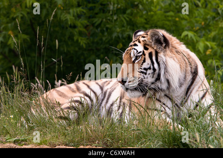 Una maestosa tigre siberiana (Panthera tigris altaica) si trova pacificamente in un prato erboso, mostrando la sua natura potente ma serena. Foto Stock