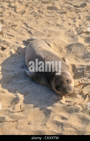 Spiaggiata leone di mare del nord della California Coast Foto Stock