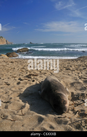 Spiaggiata leone di mare del nord della California Coast Foto Stock