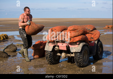 La mietitura Cocklers utilizzando ATV (ATV) "quad bikes" all'inizio dell'arricciatura stagione della raccolta, Southport, Merseyside, Regno Unito Foto Stock