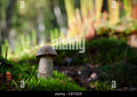 White Birch bolete in erba. Foto Stock