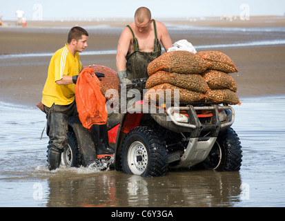 La mietitura Cocklers utilizzando ATV (ATV) "quad bikes" all'inizio dell'arricciatura stagione della raccolta, Southport, Merseyside, Regno Unito Foto Stock