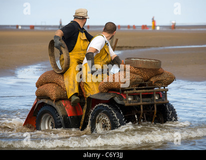 La mietitura Cocklers utilizzando ATV (ATV) "quad bikes" all'inizio dell'arricciatura stagione della raccolta, Southport, Merseyside, Regno Unito Foto Stock